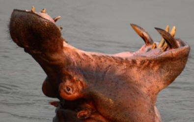 Hippoptamus yawning